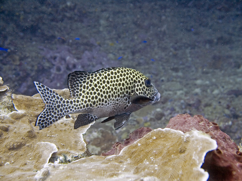 Harlequin Sweetlips, Turtle Tomb